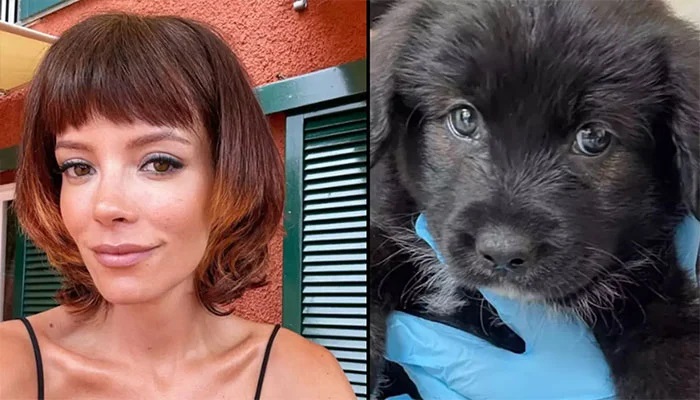 Lily Allen Faces Intense Backlash After Rehoming Dog Over Chewed Passports