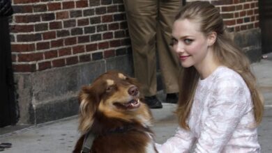 Amanda Seyfried Reveals Shocking Reason Behind Her Decision of Leaving Hollywood